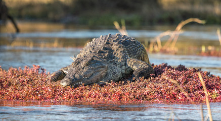 Large Crocodile along the Zambezi River and Chobe delta in Africa.