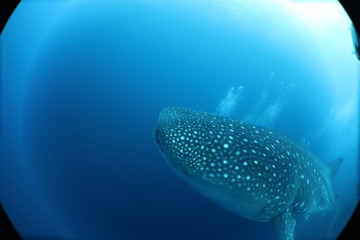 SCUBA diver with giant female whale shark in Darwin Island in the Galapagos Islands
