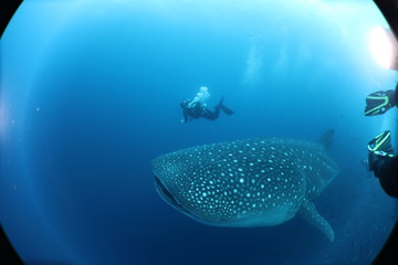 SCUBA diver with giant female whale shark in Darwin Island in the Galapagos Islands