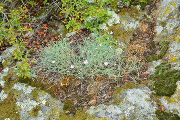 Variety of plants, herbs and flowers on stony granite slope.
