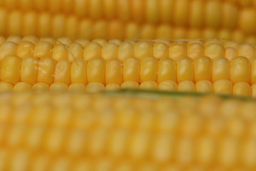 Fresh sweet corn close up.