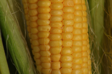 Fresh sweet corn close up.