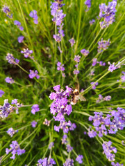 Lavendel mit Hummel 