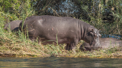 Fototapeta premium Hippopotamus in the chobe river delta and nation park. 