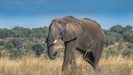 Fototapeta na wymiar Lone bull elephant in a grassy area in Chobe park Africa. 