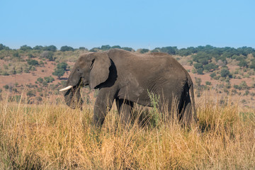 Obraz premium A lone bull elephant wanders along a river bank in africa.