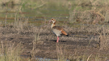 Egyptian goose along river in Africa