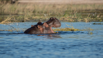 Fototapeta premium Hippopotamus in the chobe river delta and nation park. 