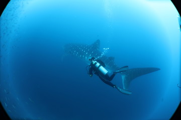 Naklejka premium SCUBA diver with giant female whale shark in Darwin Island in the Galapagos Islands