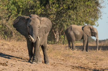 Baby elephants in the wild at Chobe park in Africa.