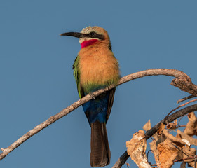 White fronted bee eater on a perch.