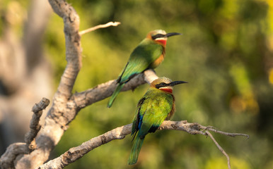Two white fronted bee eaters are perched on an old tree in close up. The bee eater lives in southern africa.