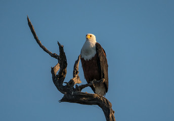 African fish eagle on a perch