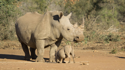 Naklejka premium Rhino with a warthog