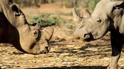 Crédence de cuisine en verre imprimé Rhinocéros rhino face off in Africa