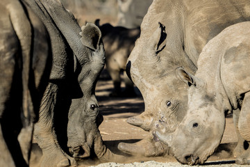 Naklejka premium feeding time at horn farm for rhinoceros in South Africa.