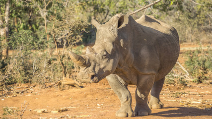 Obraz premium Single white rhinoceros in the bush in South Africa.