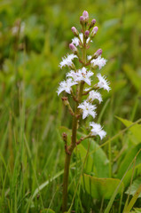 Menyanthes