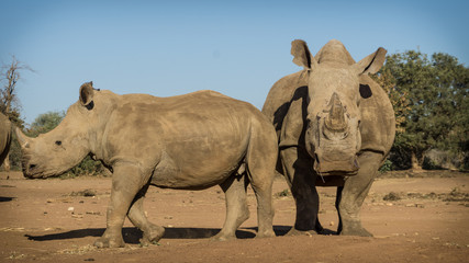 Fototapeta na wymiar Rhinoceros looking powerful as they walk towards camera in Africa.