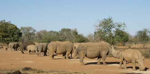 Fototapeta premium Feeding time at animal game ranch or reserve in Africa. 