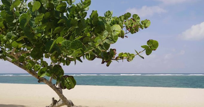 Beautiful view of an empty beach with a tree moving for the soft the wind. Concept: Relax, holiday, freedom