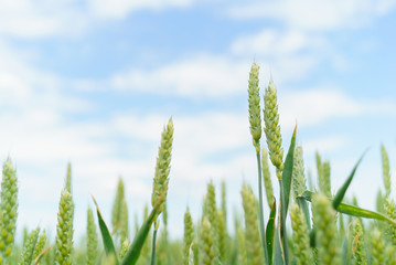 field of winter wheat green close-up of ear