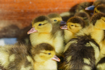Ducklings of a musky duck. Ducklings of a musky duck in the a box for a lodging for the night.