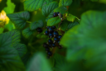 Black currant on a bush