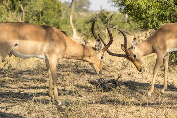Two male impalas face off in the African bush