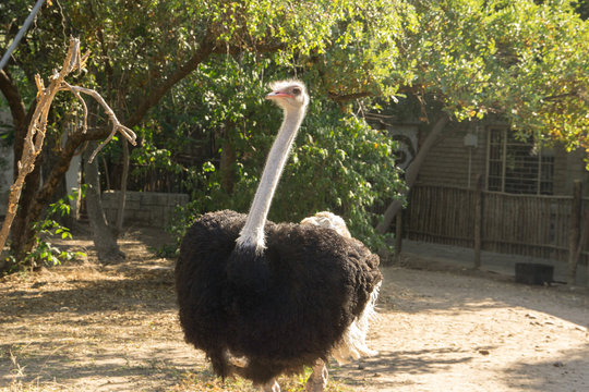 Giant ostrich in a pen in South Africa,