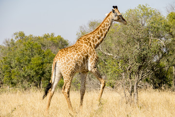 Naklejka na ściany i meble Giraffe in the african bush 