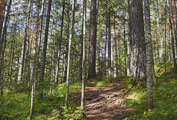 View of thick trunks of pine trees in the forest.