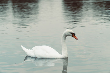 Fototapeta na wymiar Swans in London