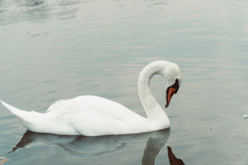 Fototapeta premium Swans in London