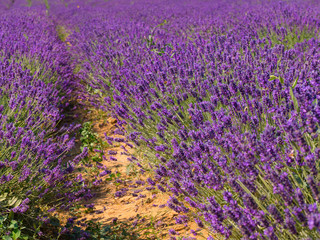 Blooming field of lavender