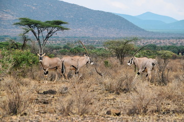 Naklejka na ściany i meble A herd of East African Oryx at Samburu National Reserve, Kenya