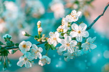 Blossom cherry tree branch with flowers. Sakura in spring and sunshine with a blur background.