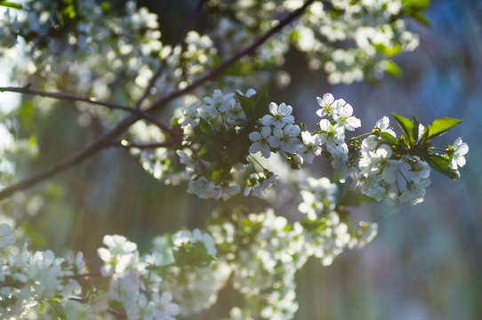 Blossom cherry tree branch with flowers. Sakura in spring and sunshine with a blur background.