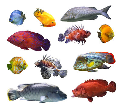 Collage of sea and river fish exotic fish on white background isolated close-up