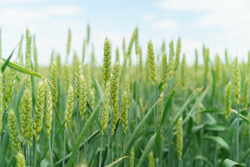 field of winter wheat green close-up of ear