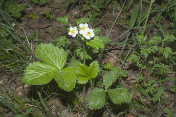 a strawberry bloom