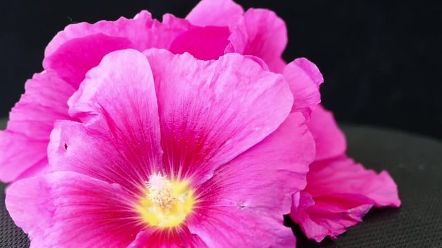 Malva (Alcea rosea hollyhock) pink flower

