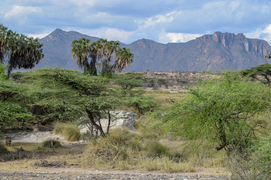 The savannah landscape of Shaba National Reserve, Kenya