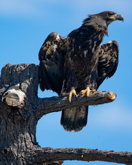 3-months old bald eagle eaglet, seen in the wild in  North California
