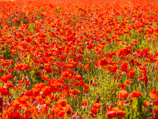Field of poppies