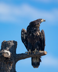 3-months old bald eagle eaglet, seen in the wild in  North California