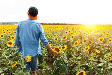 Portrait of a man in a cap and glasses, on the background of a field with sunflowers