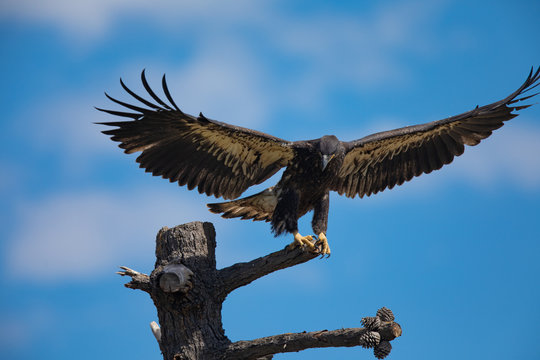 3-months old bald eagle eaglet landing, seen in the wild in  North California