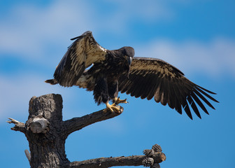 3-months old bald eagle eaglet landing, seen in the wild in  North California