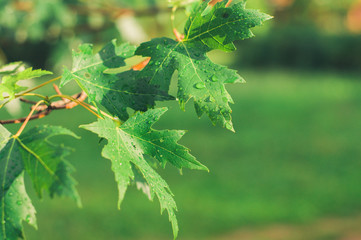 Drops closeup on the green leaves in summer